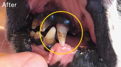 After daily PROBIO mist: the same tooth with visibly less tartar