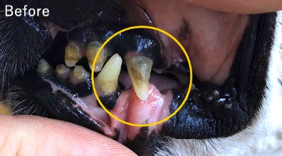 Before: a dog's canine tooth with heavy yellow tartar buildup