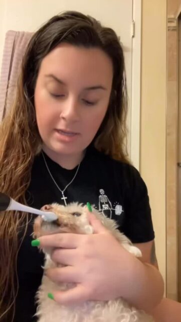 “Wish I had found this sooner!” 100% natural ingredients
Oral care spray from @amana_grace_pets #organicpetcare  #naturalpetcare
#dogdental #petdentalcare #petdentalhealth #dogteethcleaning #dogreview 

We also recommend brushing your dog’s teeth, but this spray will definitely help support your dog’s breath and health.🐶✨