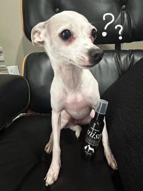 Q&A 🐶
Q. Soon after we used Probio mist, the tips of the fangs have turned slightly white. Why?

Thank you for sharing your experience!!

A. PROBIO mist is formulated using high ph level alkaline water. The negative effect oral bacteria are susceptible to alkaline water, which aides to balance the oral environment. Alkaline has also been known to support the breakdown of tartar, which mig

We are so happy to know that you see the difference🐶✨

＝＝＝＝＝＝＝
Amana Grace
＝＝＝＝＝＝＝
🌱 𝗡𝗮𝘁𝘂𝗿𝗮𝗹 & 𝗦𝗮𝗳𝗲
　　– Made with gentle, pet-friendly ingredients
🐶 𝗧𝗿𝘂𝘀𝘁𝗲𝗱 𝗯𝘆 𝗣𝗲𝘁 𝗢𝘄𝗻𝗲𝗿𝘀 𝗶𝗻 𝗝𝗮𝗽𝗮𝗻
　　– Loved and highly-rated
🌍 𝗦𝗵𝗶𝗽𝗽𝗶𝗻𝗴 𝗪𝗼𝗿𝗹𝗱𝘄𝗶𝗱𝗲
　　– Top-quality products, delivered to you

#petcare #japanesequality #naturalpetcare #petdentalhealth #organicpetcare #losangelespets #dogdentalcare #catdental #veganpets