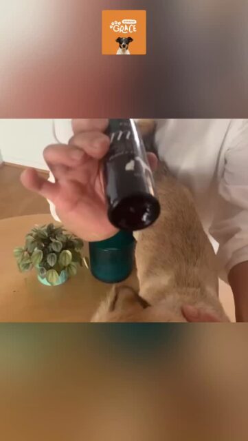 Thank you for your video review 🐶

We are happy to receive the positive reviews one after another!✨

＝＝＝＝＝＝＝
Amana Grace
＝＝＝＝＝＝＝
🌱 𝗡𝗮𝘁𝘂𝗿𝗮𝗹 & 𝗦𝗮𝗳𝗲
　　– Made with gentle, pet-friendly ingredients
🐶 𝗧𝗿𝘂𝘀𝘁𝗲𝗱 𝗯𝘆 𝗣𝗲𝘁 𝗢𝘄𝗻𝗲𝗿𝘀 𝗶𝗻 𝗝𝗮𝗽𝗮𝗻
　　– Loved and highly-rated
🌍 𝗦𝗵𝗶𝗽𝗽𝗶𝗻𝗴 𝗪𝗼𝗿𝗹𝗱𝘄𝗶𝗱𝗲
　　– Top-quality products, delivered to you

#japanesequality #naturalpetcare #petdentalhealth #organicpetcare #losangelespets #dogdentalcare #catdental #petreview