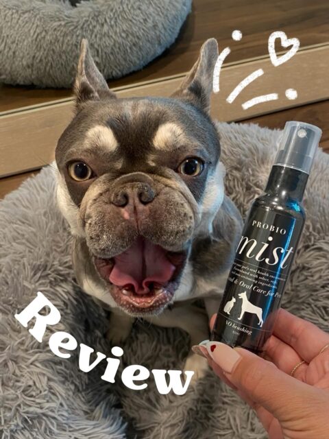Another customer review has arrived!🐾
 
📝 REVIEW by Megu✨

ー “It’s incredibly easy to use! This mist is very convenient for dogs who don’t like to have their teeth brushed. Brushing takes time and dogs  dislike it, but with this mist, all you need to do is give it a quick spray, so dogs don’t mind using it. It makes daily care easier, so I don’t forget to use it even on busy days. Also it can be easily combined with other care. For me, brushing teeth was a hassle, so this makes it easy to continue using it every day.”

Thank you for sharing your experience! We’re happy to hear that we’ve provided a stress-free oral care option for you and your dog! 🐶✨

＝＝＝＝＝＝＝
Amana Grace
＝＝＝＝＝＝＝
🌱 𝗡𝗮𝘁𝘂𝗿𝗮𝗹 & 𝗦𝗮𝗳𝗲
　　– Made with gentle, pet-friendly ingredients
🐶 𝗧𝗿𝘂𝘀𝘁𝗲𝗱 𝗯𝘆 𝗣𝗲𝘁 𝗢𝘄𝗻𝗲𝗿𝘀 𝗶𝗻 𝗝𝗮𝗽𝗮𝗻
　　– Loved and highly-rated
🌍 𝗦𝗵𝗶𝗽𝗽𝗶𝗻𝗴 𝗪𝗼𝗿𝗹𝗱𝘄𝗶𝗱𝗲
　　– Top-quality products, delivered to you

#japanesequality #naturalpetcare #petdentalhealth #organicpetcare #losangelespets #dogdentalcare #catdental #petreview